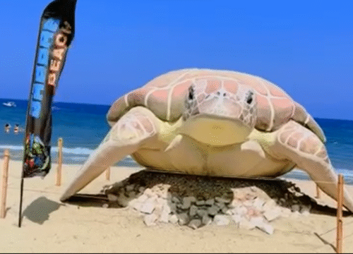 Turtles Bay Abu Dabbab